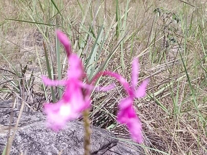 Orquídea silvestre de la Gran Sabana
